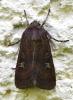 Xestia xanthographa